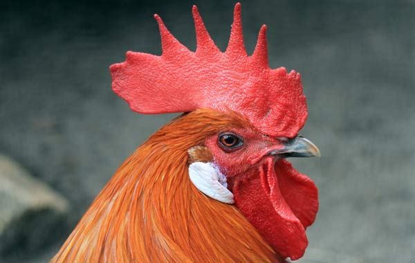 Under the right circumstances, a hen can actually transform herself into a cock. 