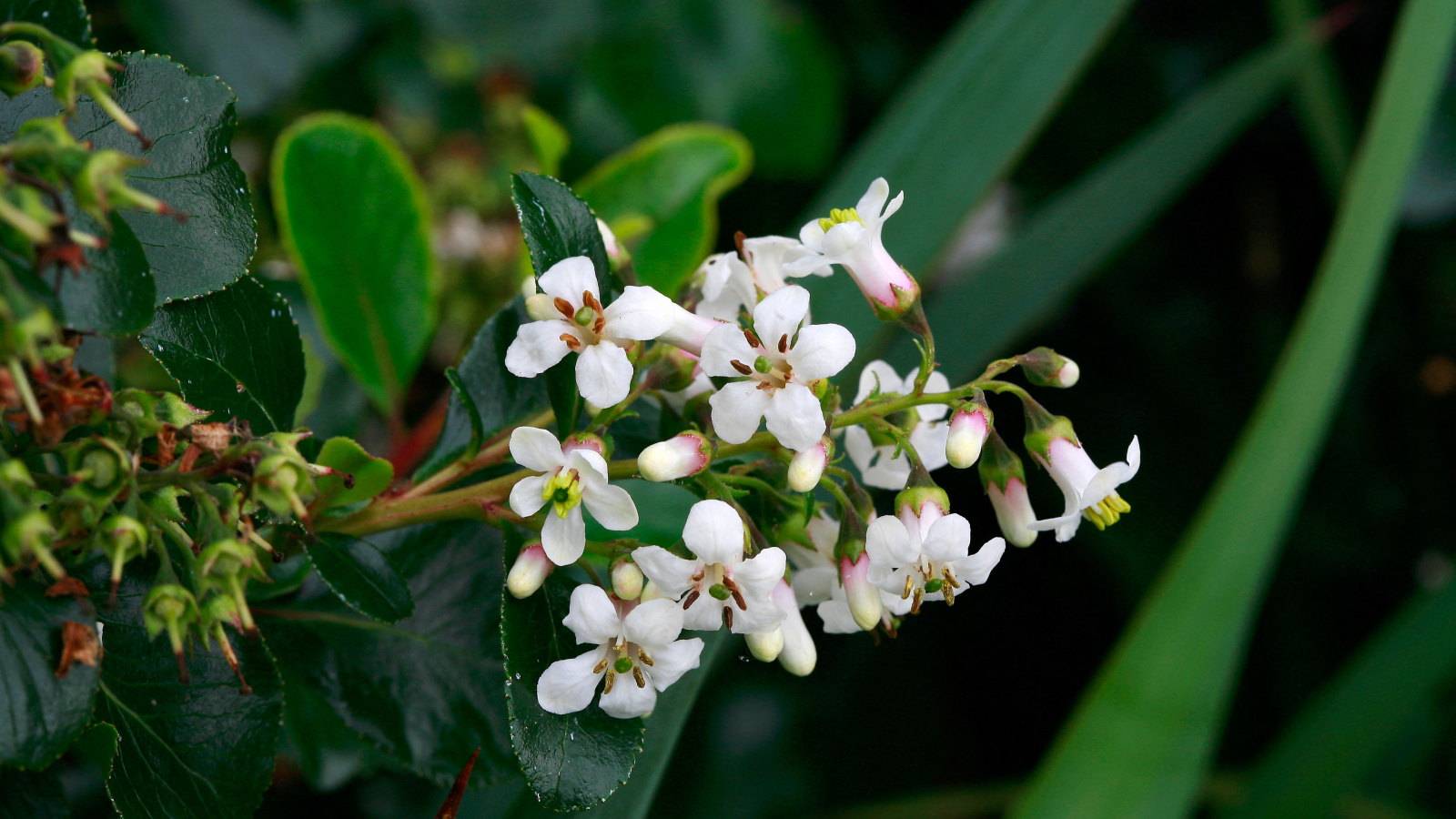 The white and pink flowers of an Escallonia Iveyi up close
