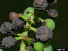 Black Rot On Grapes