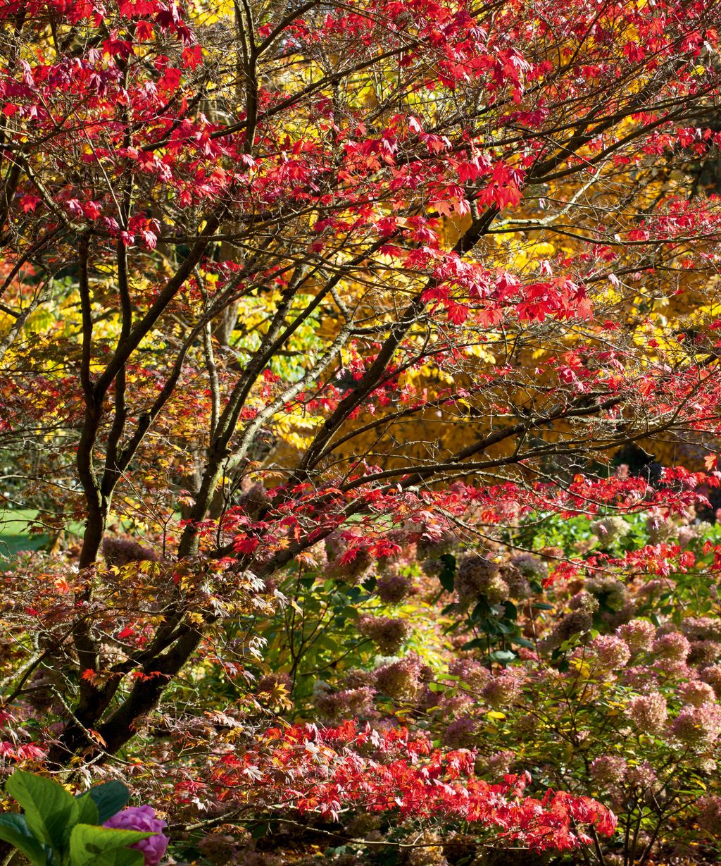 Best trees for fall color: with beautiful foliage | Homes & Gardens