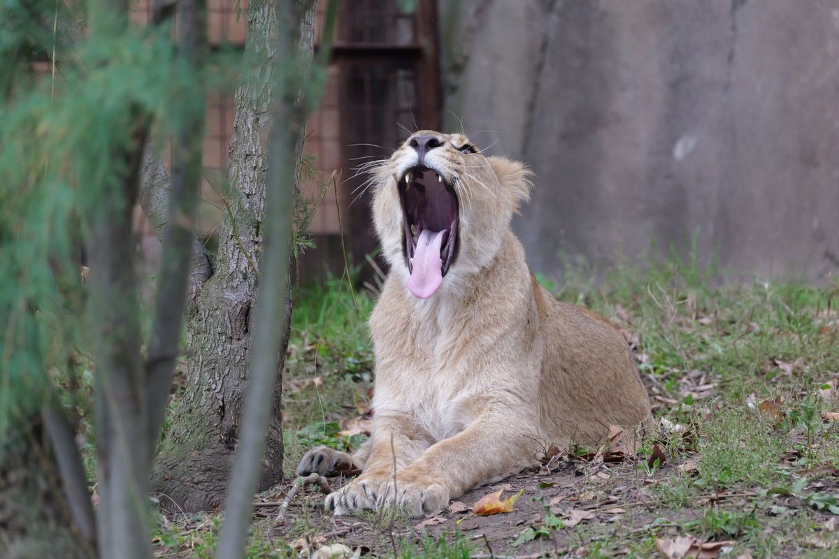 A lion yawning wide and showing its tongue and teeth