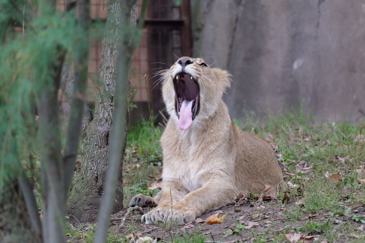A lion yawning wide and showing its tongue and teeth