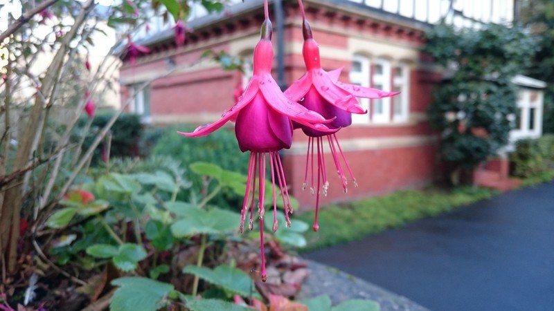Xperia Z3 camera sample