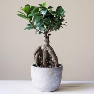 Ficus ginseng bonsai tree