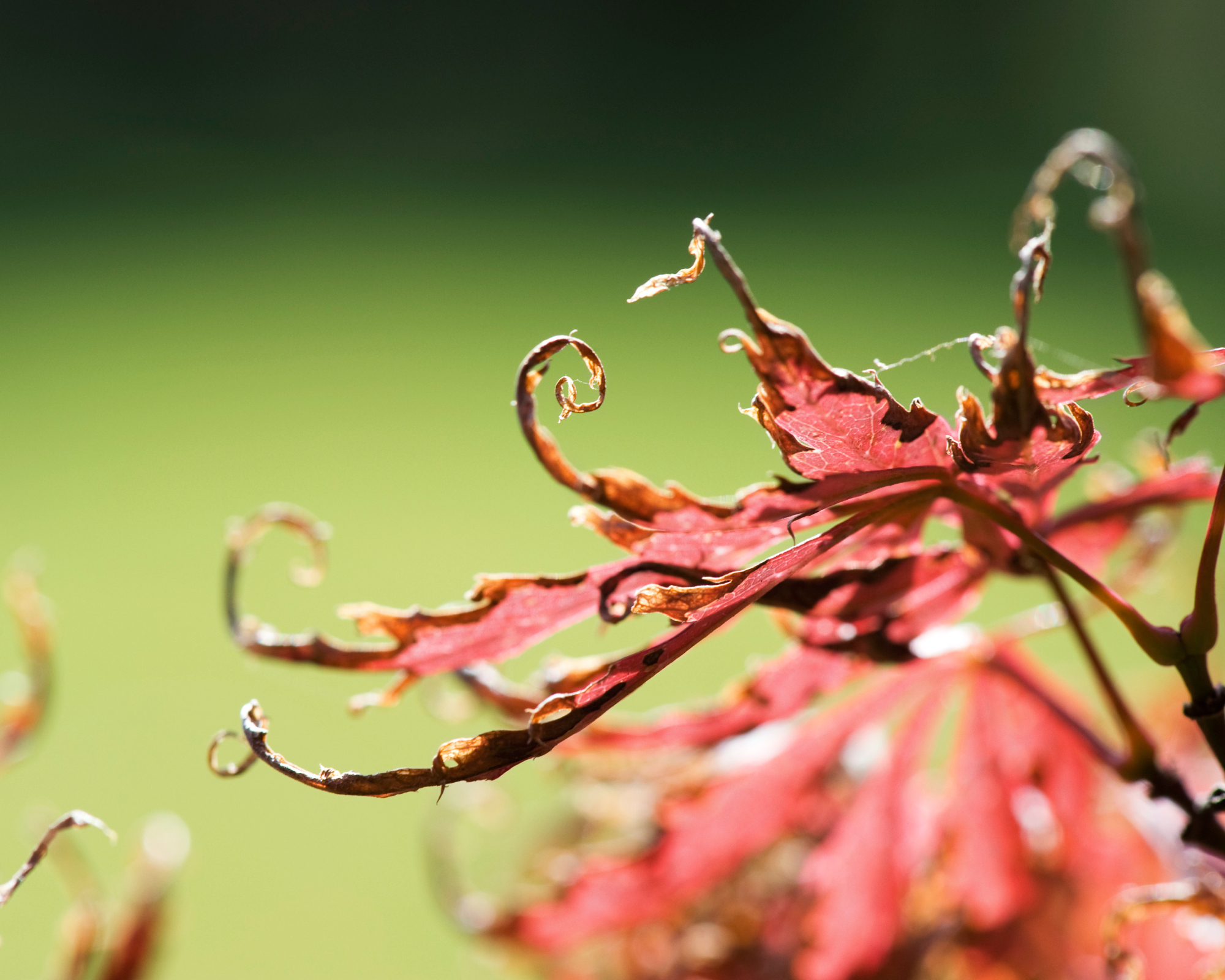 curling japanese maple leaves