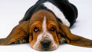 Basset hound looking depressed