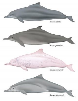 There are four recognized species of humpback dolphin. The new species, Sousa sahulensis, is shown at the bottom.