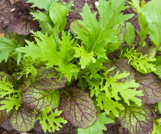 mixed salad leaves including rocket and mizuna