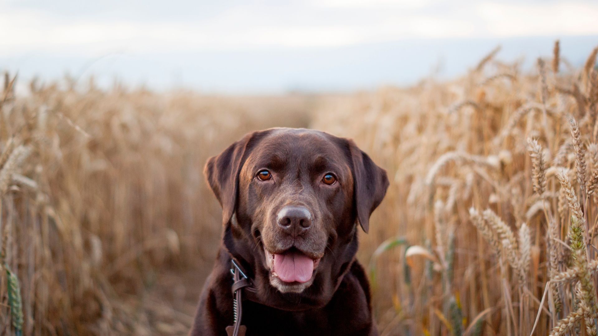 Labrador with floppy ears