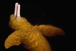 An Amazon river dolphin lying on its back