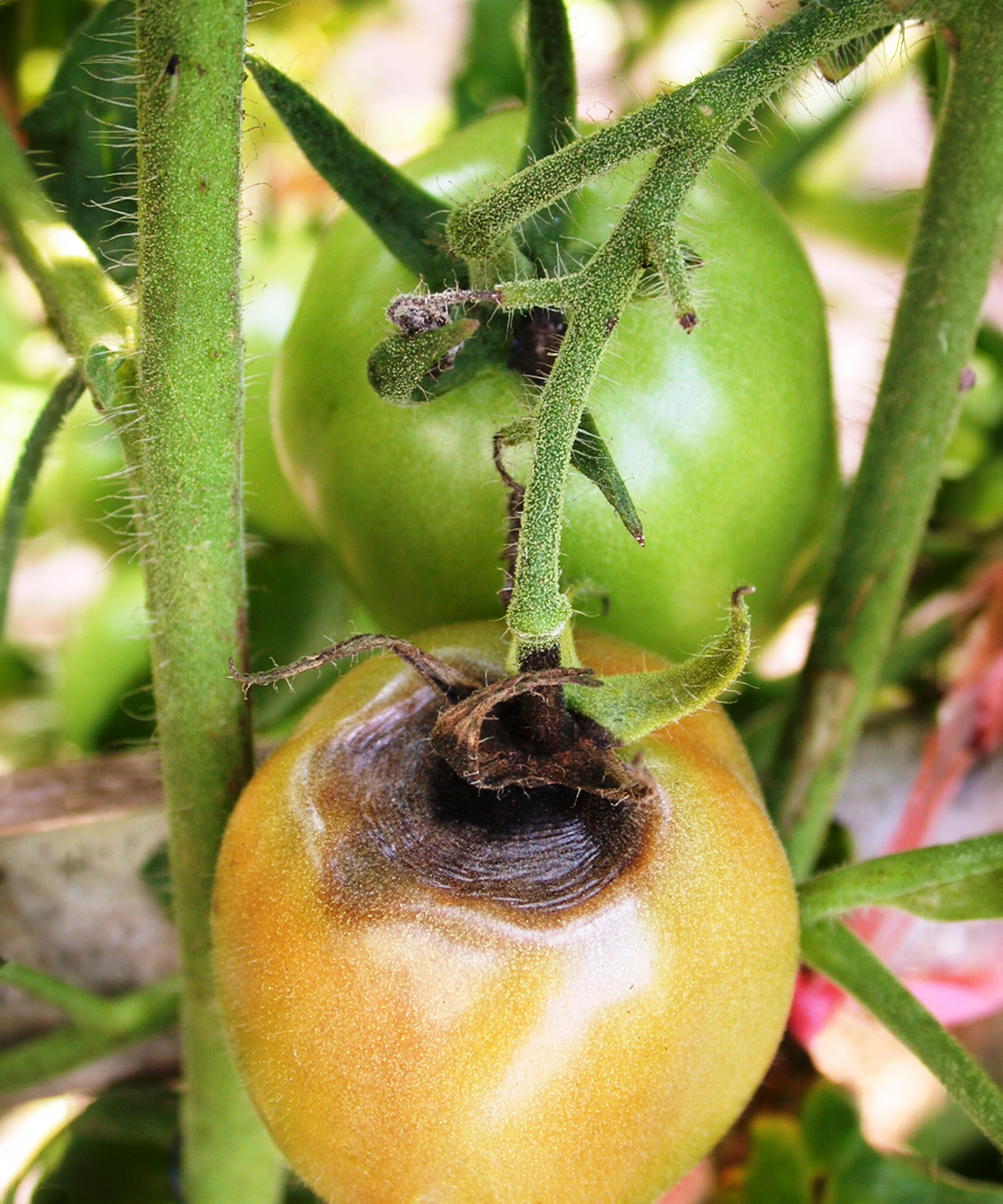 Early blight Alternaria disease on tomatoes