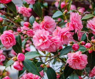 camellia showing pink flowers in the fall