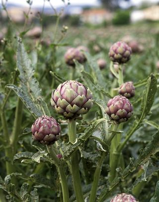 A close-up of an artichoke crop