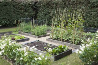 vegetable patch with runner beans