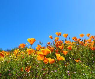California poppies and blue skies