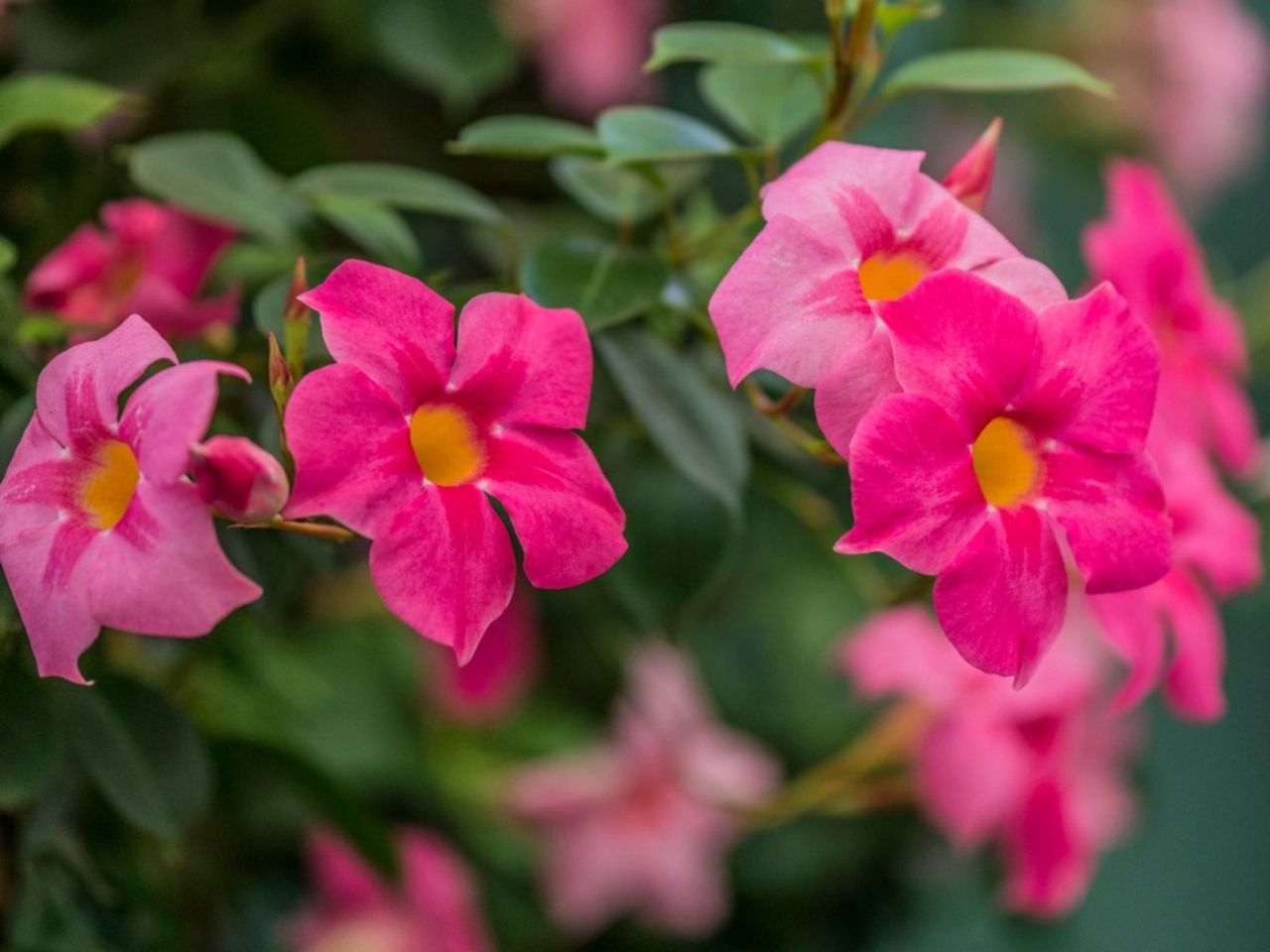 Pink Flowered Mandevilla Vines