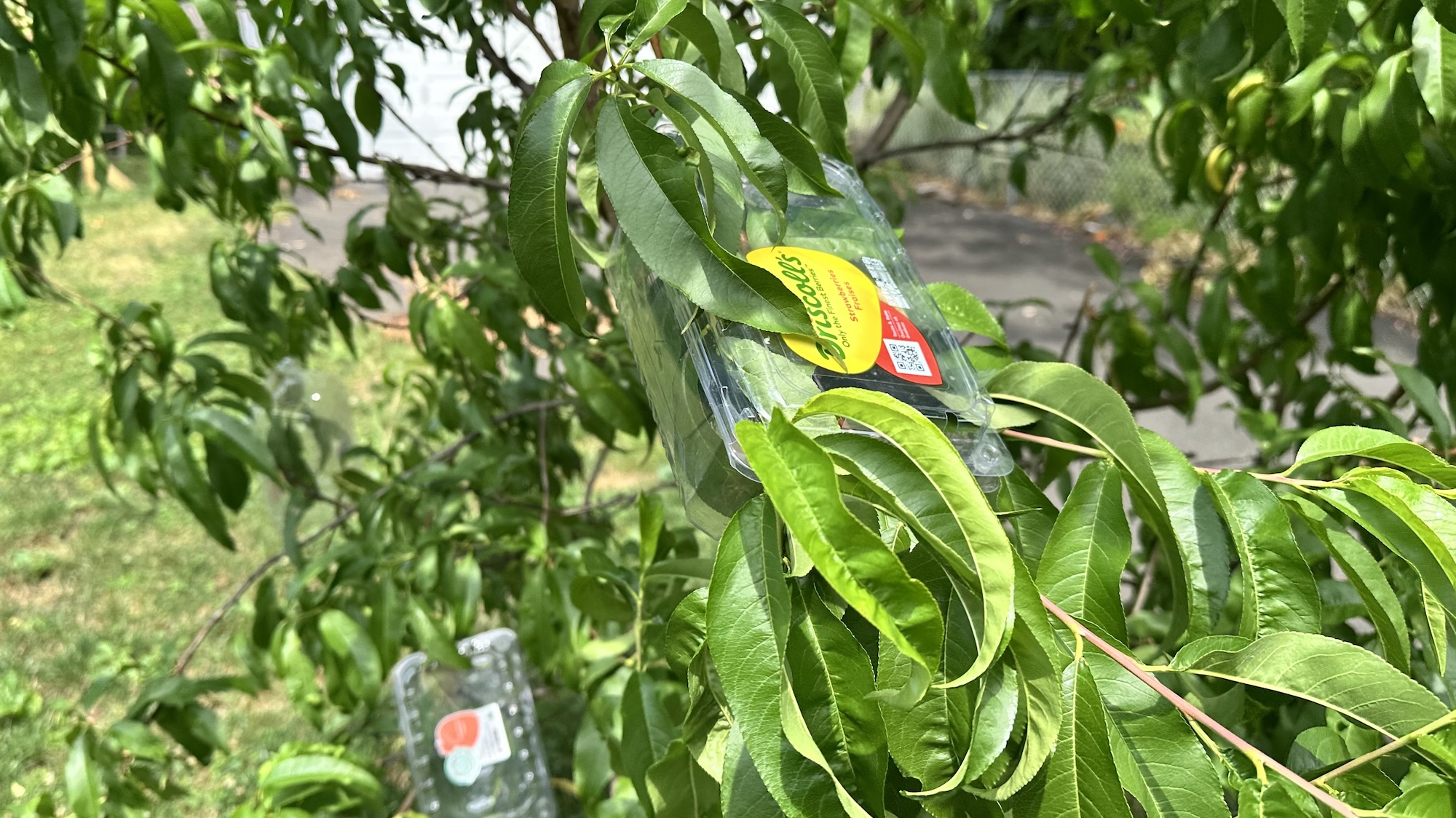 strawberry containers around peaches