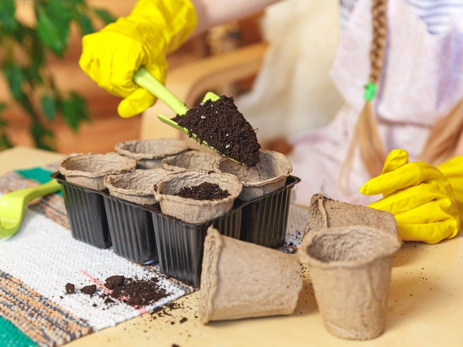 Easy Houseplants To Propagate By Seed - Grow Houseplants From Seed |  Gardening Know How