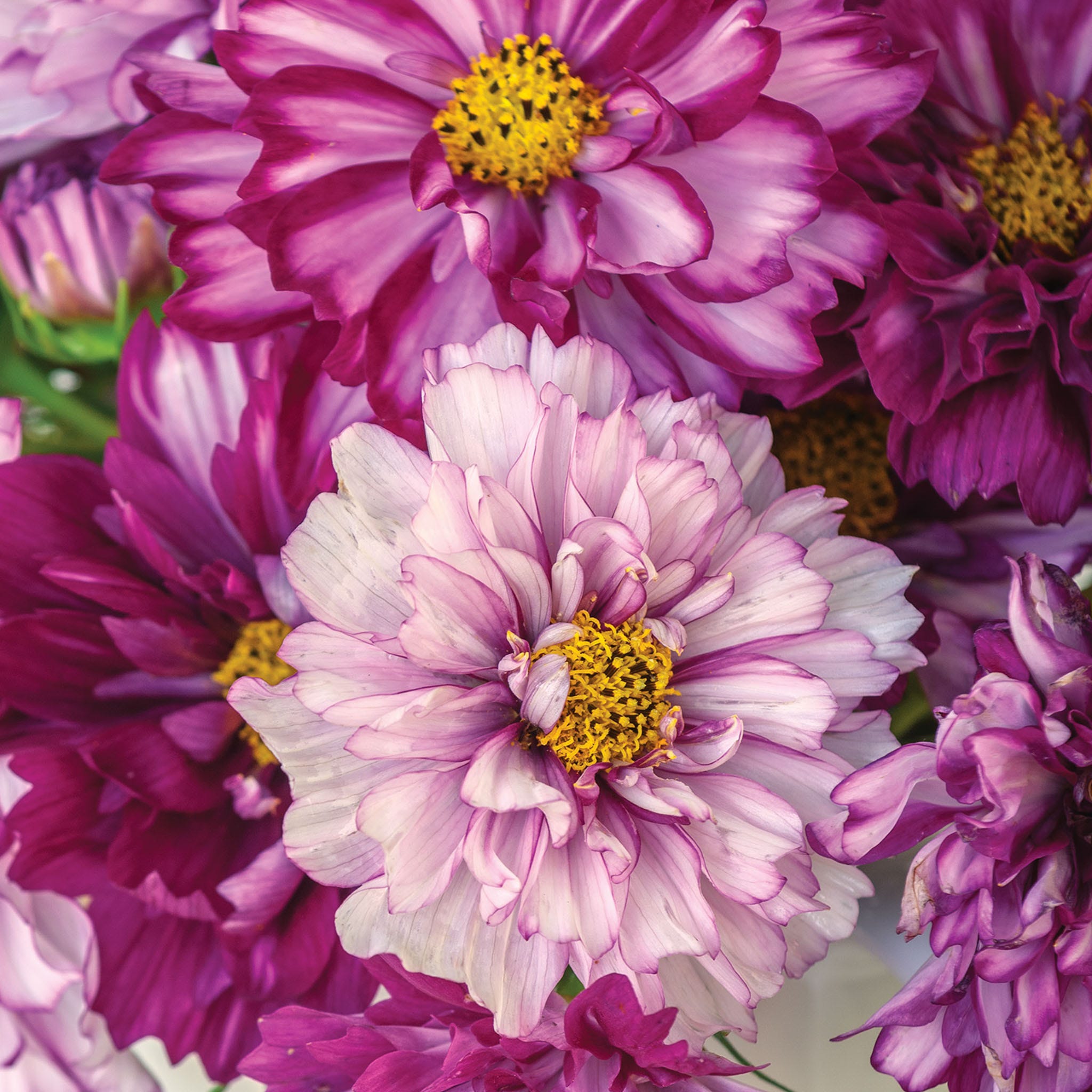 Double Click Bicolor Violet Cosmos Seeds