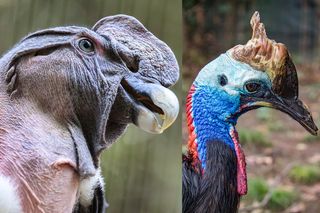 Birds' ear holes are easier to see in avians with "bald" or sparsely feathered heads, such as the Andean condor (Vultur gryphus) and the cassowary (Casuarius casuarius).