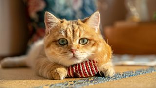 Ginger cat looking at the camera while holding a toy