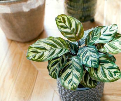 How to propagate calathea plants