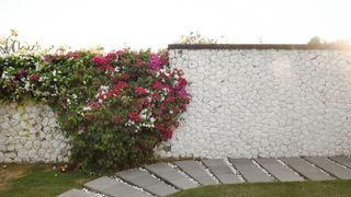 white stone garden wall with tiled slab and gravel path next to it, grass and climbing plant with pink, white and red flowers growing over wall