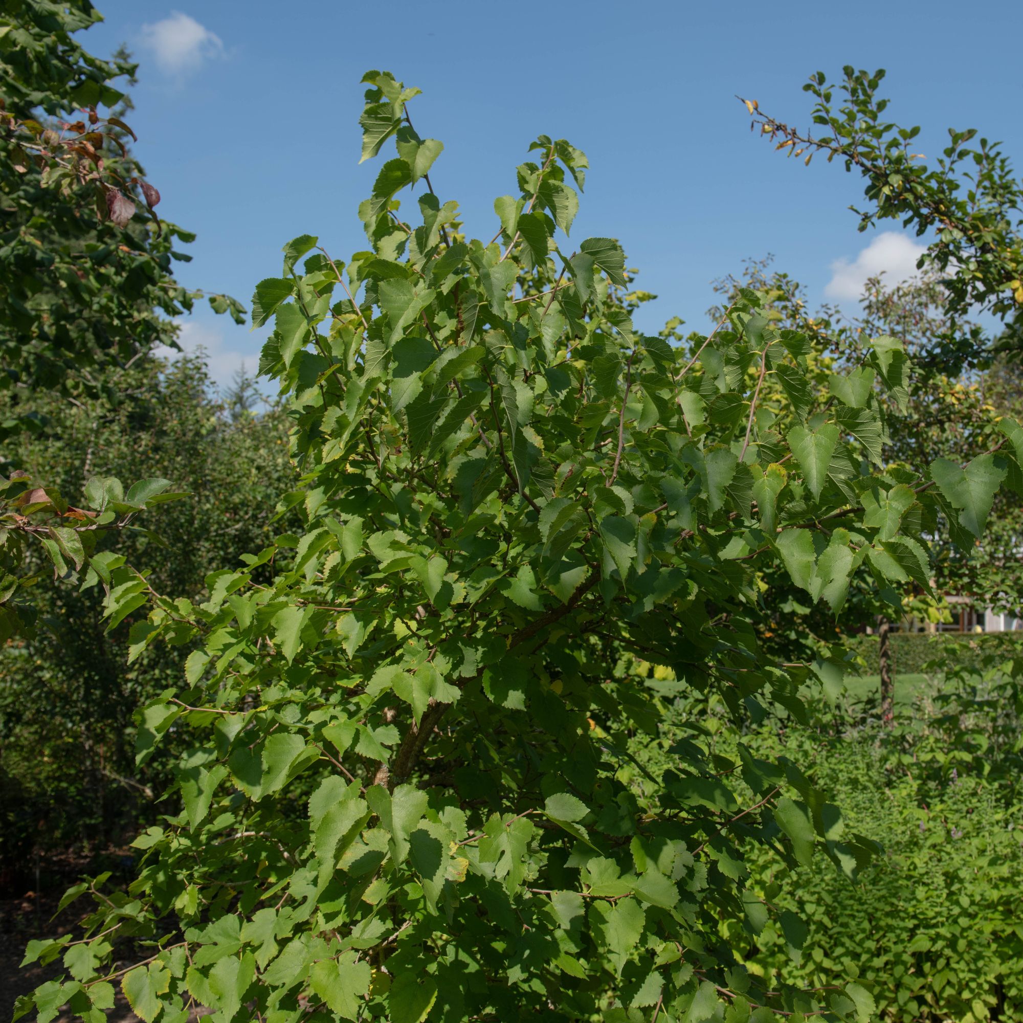 Mulberry tree in garden