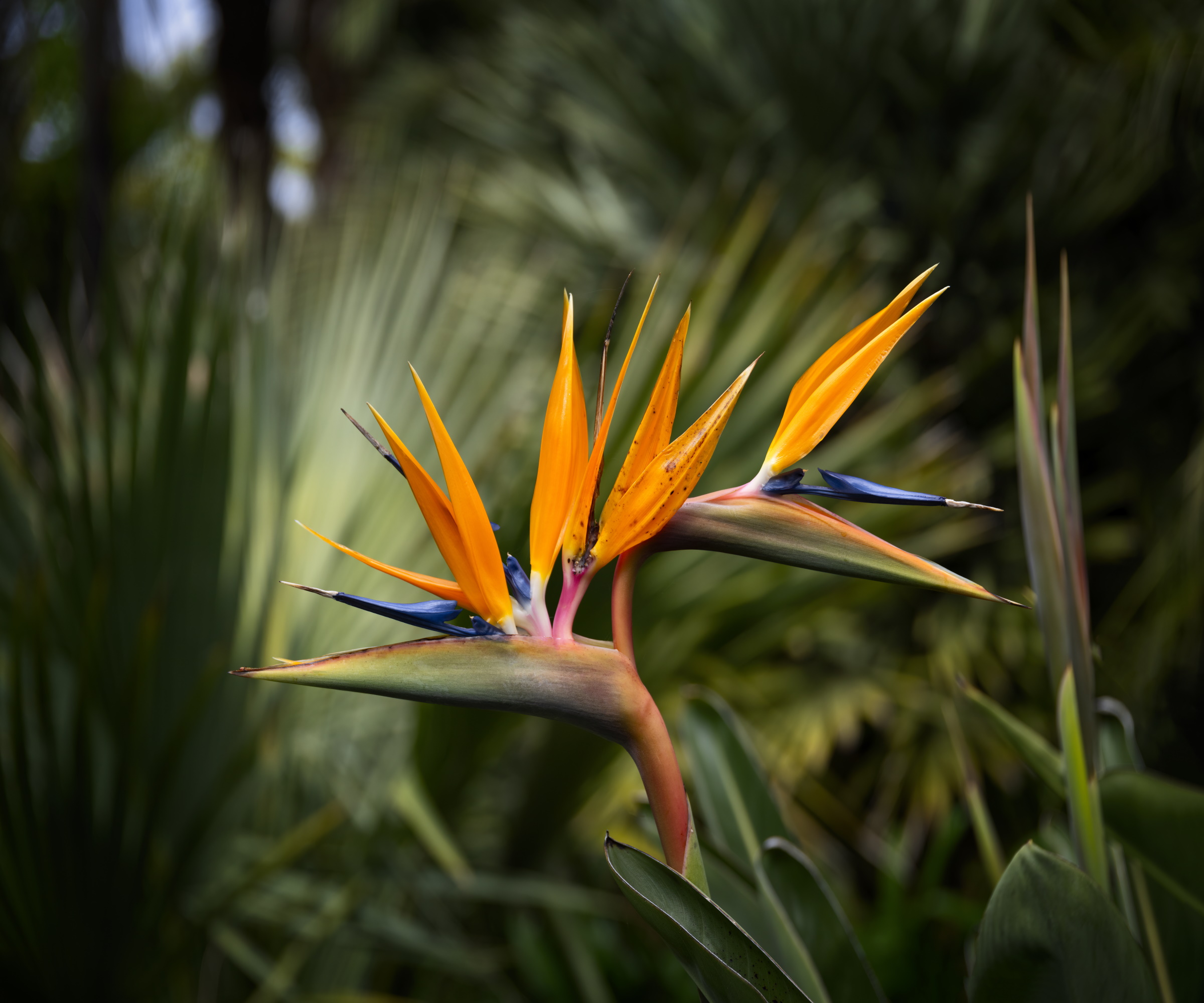 How to propagate bird of paradise: 3 expert ways