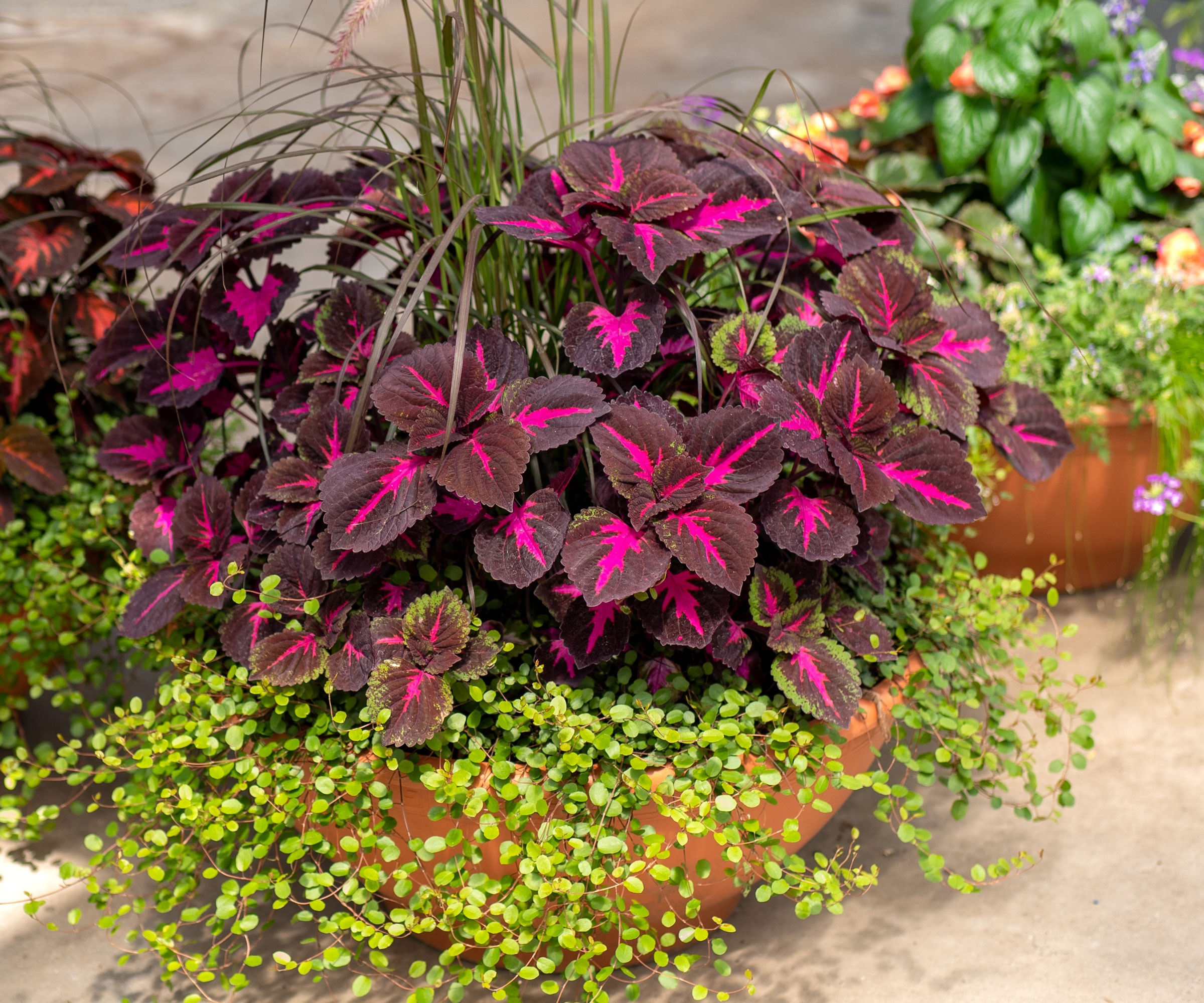 coleus in container with burgundy and pink foliage