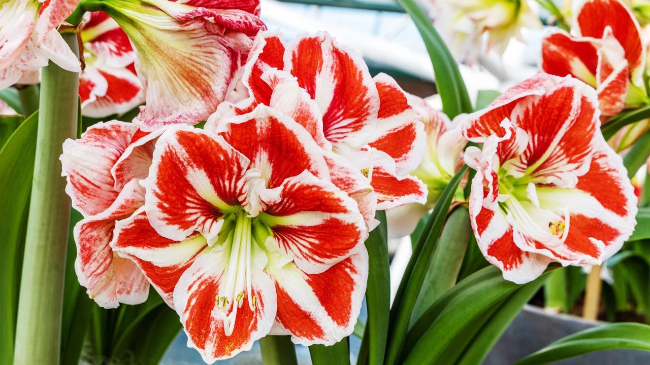 Red and white amaryllis flowers in bloom