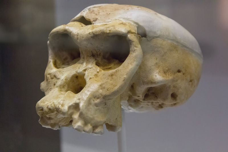 Neanderthal Skull