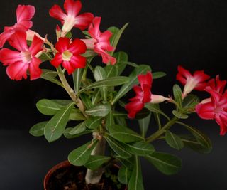 Blooming Adenium obesum