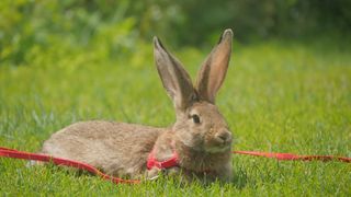 Rabbit on a harness