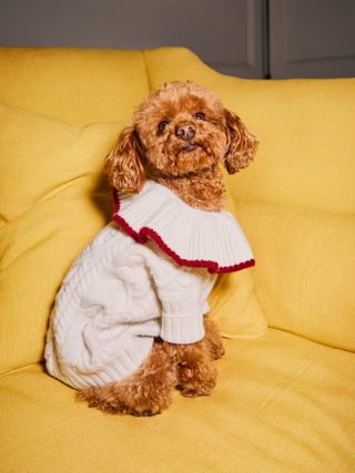 Chip Regenerative Wool Dog Sweater