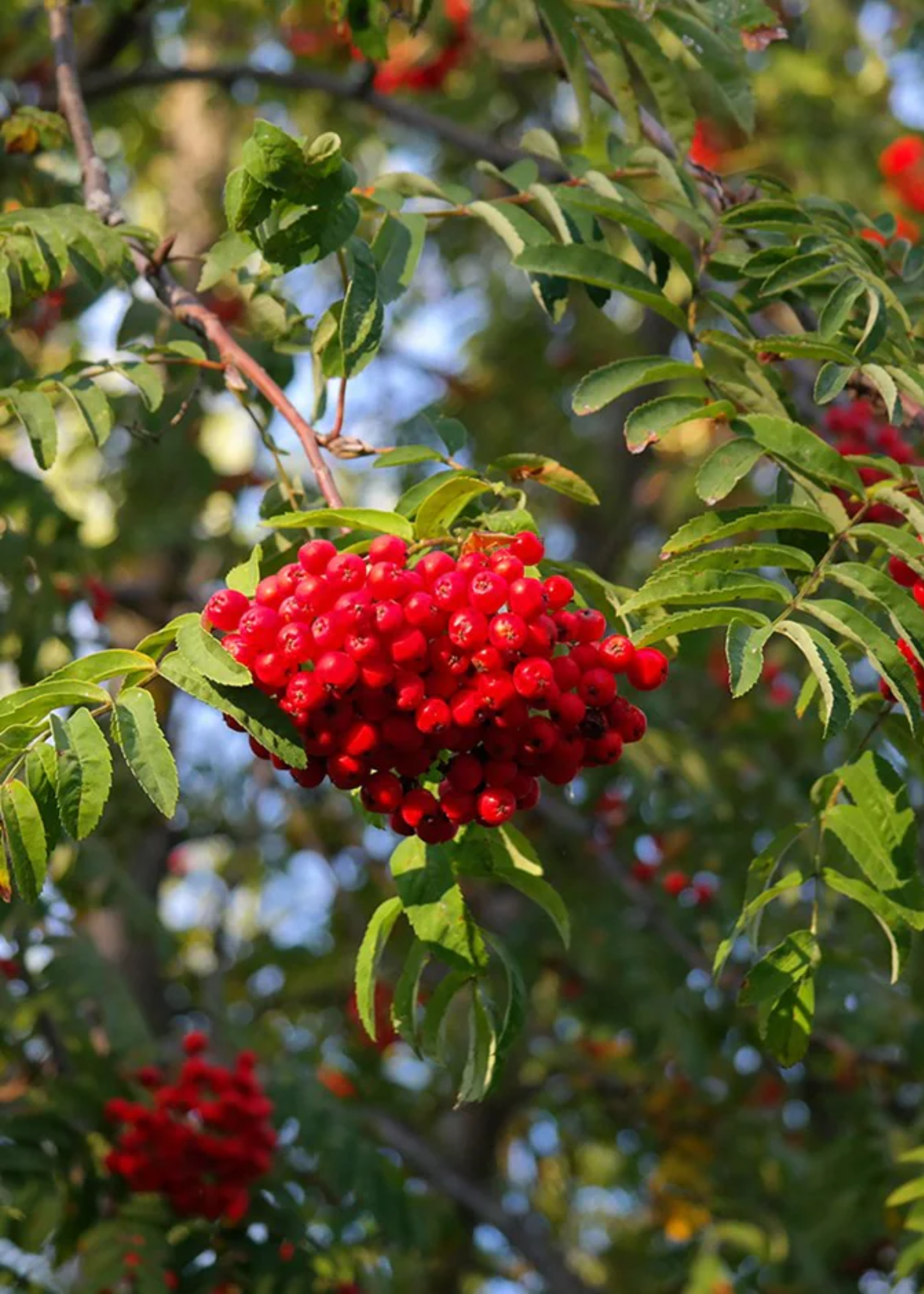 A close-up of a rowan tree