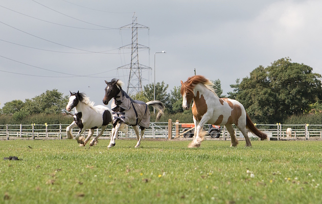 BuggyFriends