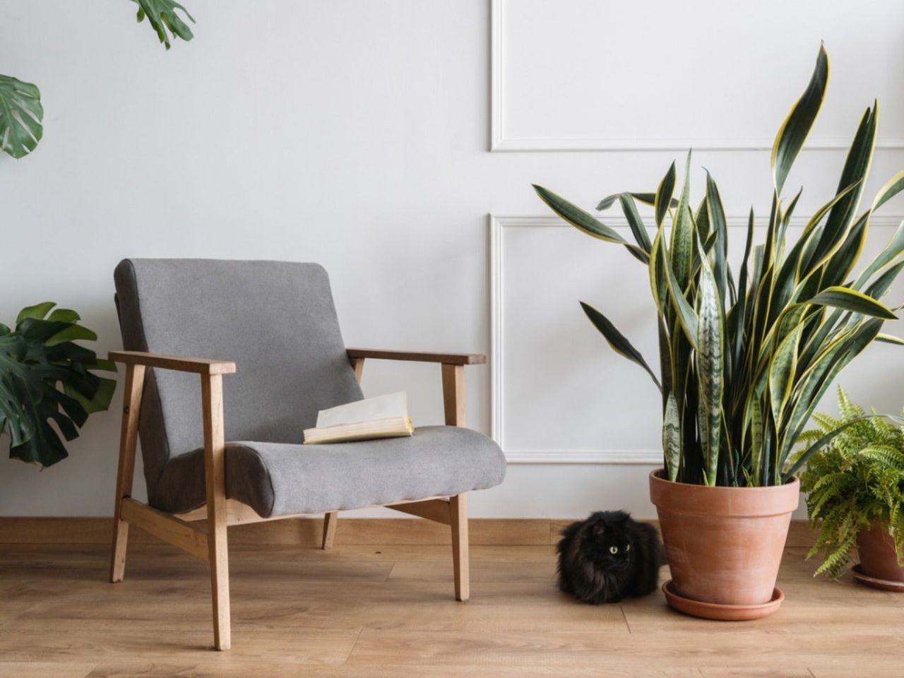 A large potted snake plant next to a chair