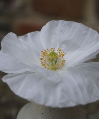 Pure white flowers of 'Bridal Silk' poppy