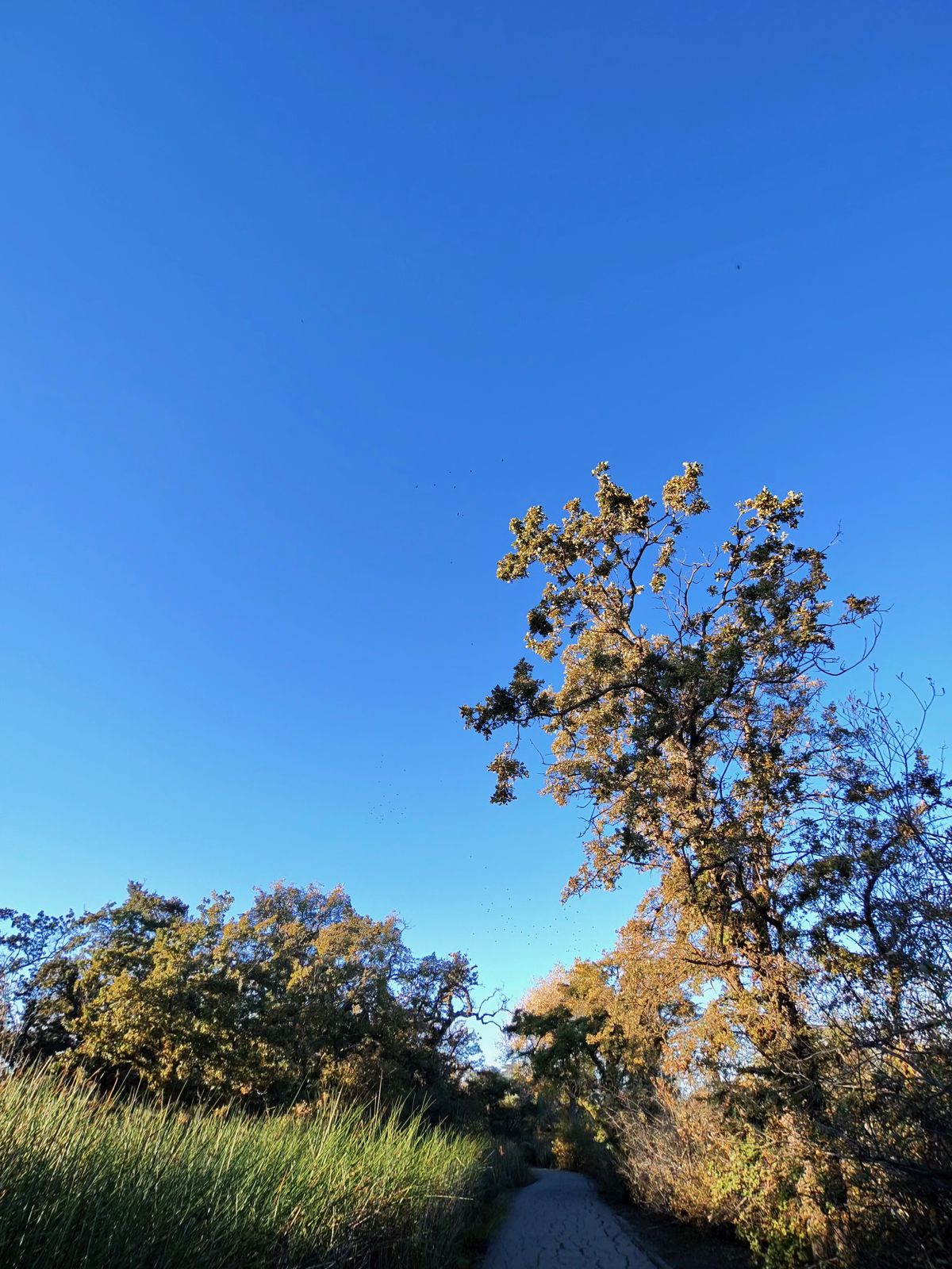A photo taken with the Oakley Meta Vanguard smart glasses, showing a park path surrounded by trees.
