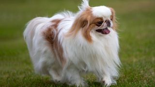 Japanese chin dog