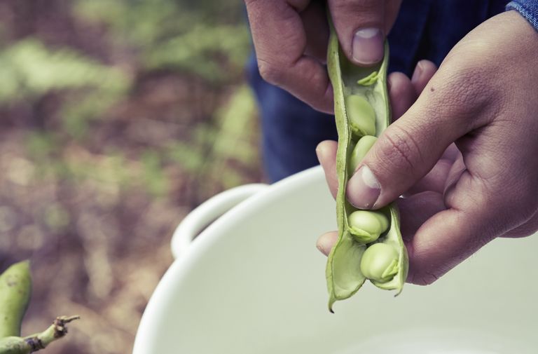 How to prepare and cook broad beans