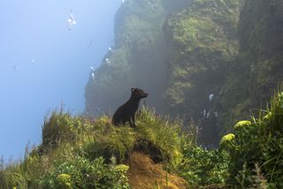 A fox staring at a cliff