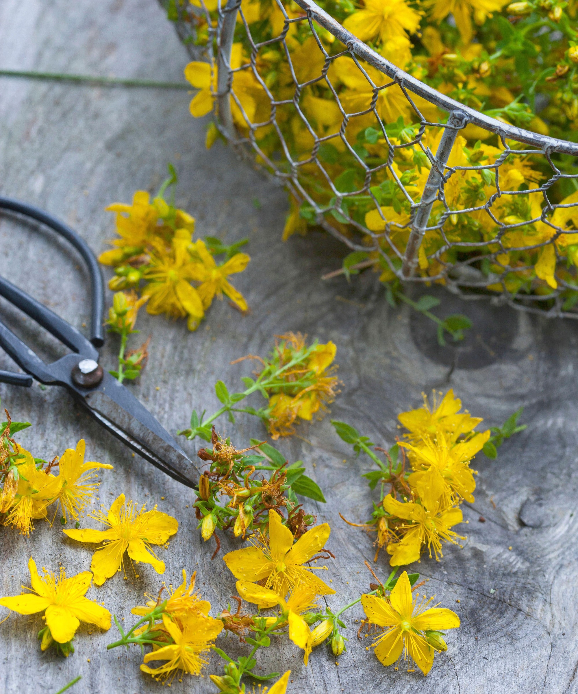 St John's Wort in a basket with snips on a counter