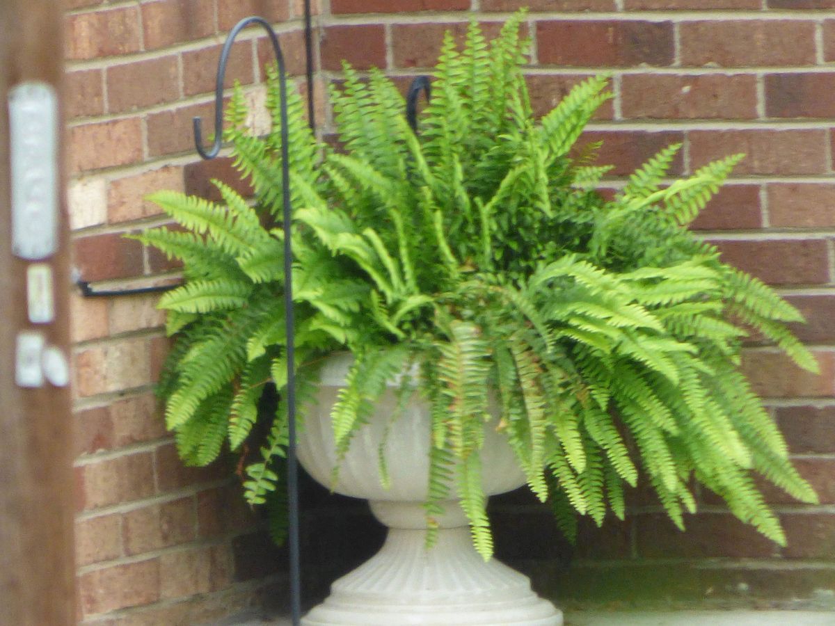 Boston Fern Outdoor Care Tips For Growing Boston Fern In Gardens