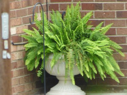 Potted Outdoor Boston Fern Plant