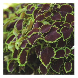 A close-up of coleus plants