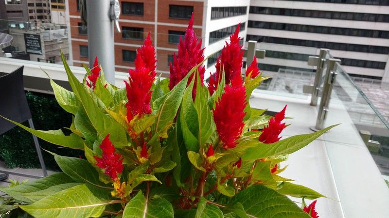 Droid Maxx 2 Camera Sample