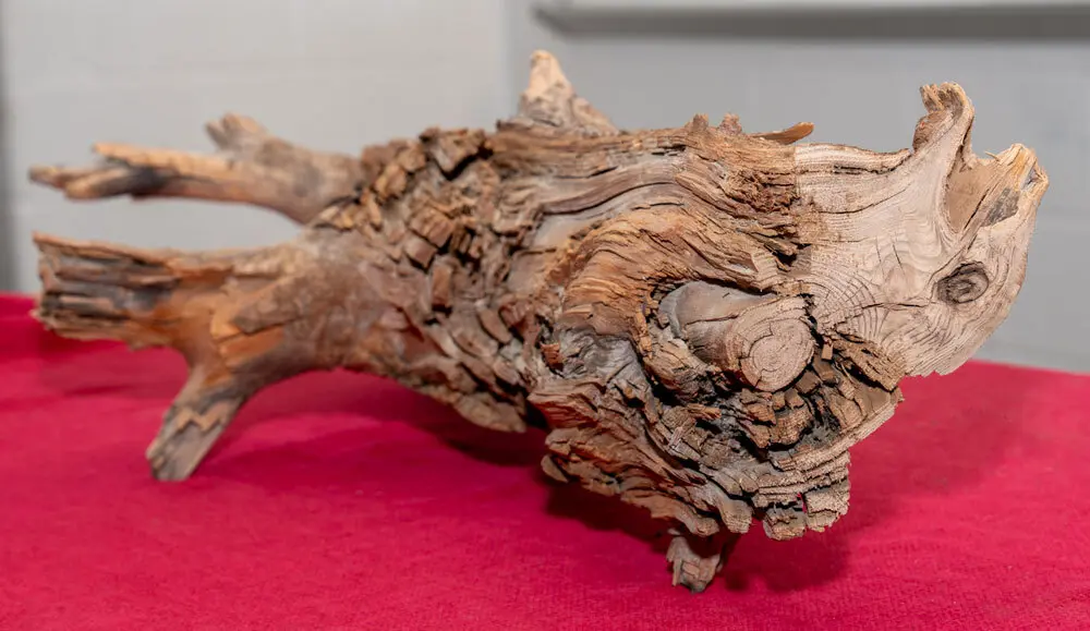 Historical piece of driftwood hidden for hundreds of years may just hang secrets and techniques for preventing local weather alternate