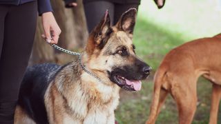 German Shepherd dog undergoing training